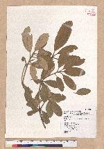 Cyclobalanopsis championii (Benth.) Oerst. ex Schott. 嶺南椆