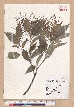 Castanopsis formosana (Skan) Hayata 臺灣栲