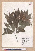Castanopsis formosana (Skan) Hayata 臺灣栲