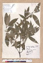 Cyclobalanopsis hypophaea (Hayata) Kudo 灰背櫟