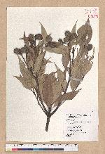 Lithocarpus amygdalifolius (Skan ex Forbes & Hemsl.) Hayata 杏葉石櫟