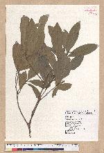 Litsea hypophaea Hayata 小梗木薑子(黃肉樹)
