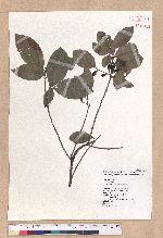 Litsea akoensis Hayata 屏東木薑子