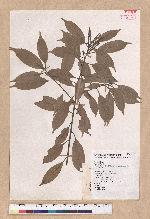 Pasania hancei (Benth.) Schott. var. ternaticupula (Hayata) Liao 三斗石櫟