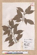 Pasania hancei (Benth.) Schott. var. ternaticupula (Hayata) Liao 三斗石櫟
