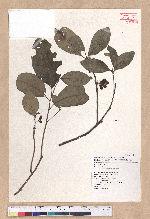 Litsea akoensis Hayata 屏東木薑子