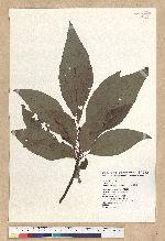 Sassafras randaiense (Hayata) Rehder 臺灣擦樹