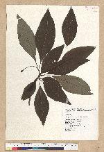Sassafras randaiense (Hayata) Rehder 臺灣擦樹