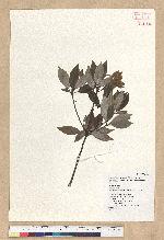 Neolitsea hiiranensis Liu & Liao 南仁山新木薑子