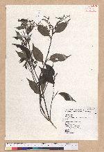 Castanopsis carlesii (Hemsl.) Hayata var. sessilis Nakai 鋸葉長尾栲