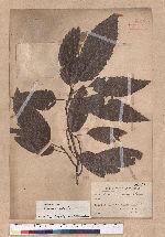 Quercus serrata Thumb. ex Murray