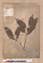 Cyclobalanopsis glauca (Thunb.) Oerst. 青剛櫟