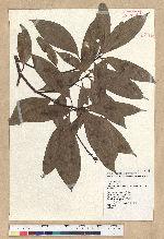 Machilus zuihoensis Hayata var. mushaensis (Lu) Y. C. Liu 青葉楠(霧社楨楠)