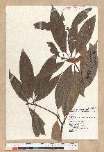 Machilus zuihoensis Hayata var. mushaensis (Lu) Y. C. Liu 青葉楠(霧社楨楠)