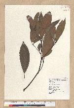 Machilus zuihoensis Hayata 香楠