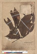 Neolitsea konishii (Hayata) Kanehira & Sasaki 五掌楠
