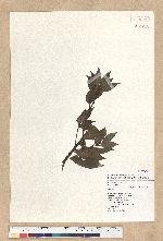 Neolitsea acuminatissima (Hayata) Kanehira et Sasaki 高山新木薑子