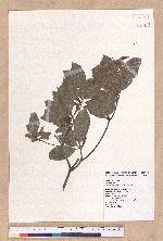 Beilschmiedia tsangii Merr. 廣東(華河)瓊楠