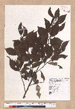Lindera communis Hemsl. 香葉樹
