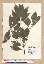 Neolitsea sericea (Blume) Koidz. 白新木薑子