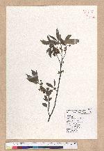 Litsea cubeba (Lour.) Persoon 山胡椒