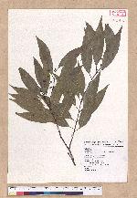 Cinnamomum insulari-montanum Hayata 山肉桂(台灣肉桂)