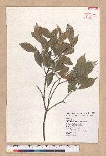 Pasania konishii (Hayata) Schottky 油葉石櫟