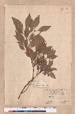Cinnamomum sp.