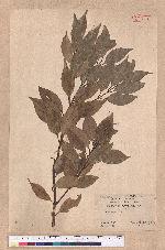 Cinnamomum sp.