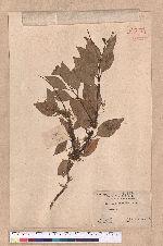 Cinnamomum sp.
