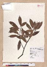 Cyclobalanopsis pachyloma (O. Seem.) Schott. 金斗椆