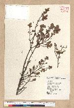 Tsuga chinensis (Franch.) Pritz. ex Diels var. formosana (Hayata) Li & Keng 臺灣鐵杉