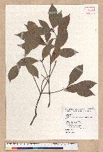 Litsea lii Chang var. nunkao-tahangensis (Liao) Liao 能漢木薑子
