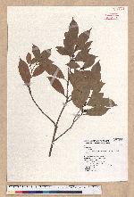 Litsea lii Chang var. nunkao-tahangensis (Liao) Liao 能漢木薑子