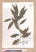 Cinnamomum insulari-montanum Hayata 山肉桂(台灣肉桂)