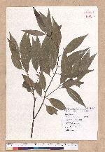 Cinnamomum insulari-montanum Hayata 山肉桂(台灣肉桂)