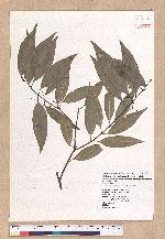 Cinnamomum insulari-montanum Hayata 山肉桂(台灣肉桂)