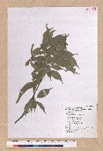 Pasania konishii (Hayata) Schottky 油葉石櫟