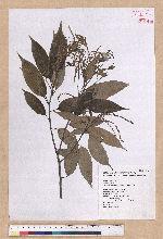 Castanopsis carlesii (Hemsl.) Hayata 長尾栲