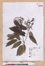 Castanopsis carlesii (Hemsl.) Hayata 長尾栲