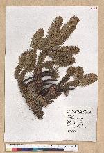 Abies kawakamii (Hayata) Ito 臺灣冷杉