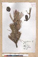 Pinus thunbergii Parl. 黑松