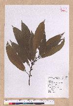 Litsea acuminata (Blume) Kurata 長葉木薑子