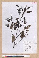 Castanopsis carlesii (Hemsl.) Hayata 長尾栲