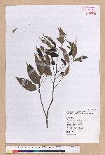 Castanopsis carlesii (Hemsl.) Hayata 長尾栲