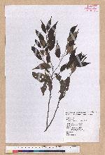 Castanopsis carlesii (Hemsl.) Hayata 長尾栲