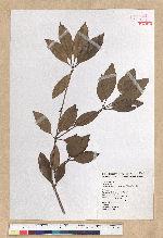 Neolitsea hiiranensis Liu & Liao 南仁山新木薑子