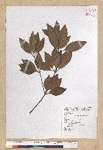 Neolitsea hiiranensis Liu & Liao 南仁山新木薑子
