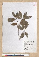 Neolitsea hiiranensis Liu & Liao 南仁山新木薑子