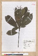 Phoebe formosana (Hayata) Hayata 臺灣雅楠